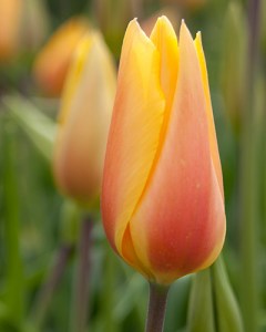 ELT. Blushing Lady2